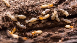 Termites on wood