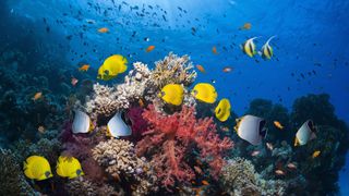 A variety of fish swim around a colorful coral reef