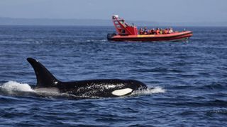 An orca swimming next to a small orange boat