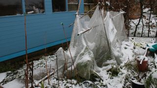 Covered planters in garden