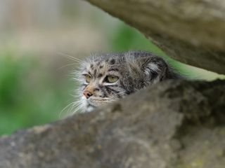 A cat hiding behind some rocks