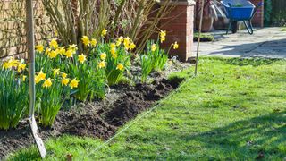 Digging garden border