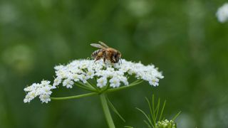 A bumble bee sitting on Anise flower