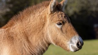 Close up of foals face 