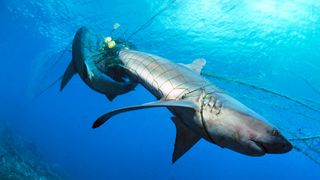 Two dead Galapagos sharks (Carcharhinus galapagensis) caught up in a fishing net.