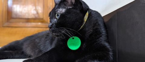 Chipolo One Bluetooth tracker attached to a handsome black cat's collar.