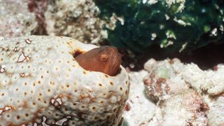 A small orange fish pokes its head out of a hole in a sea cucumber