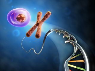 Illustration showing the formation of an animal cell from dna and chromosomes.