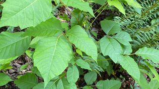 Poison ivy leaves