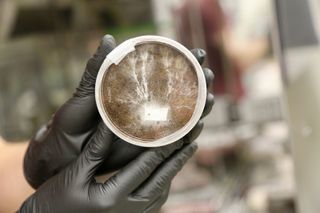 A researcher holding a petri dish containing mycelia — the underground threads that make up the main part of a fungus — growing in simulated Martian soil.