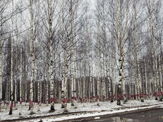 forest in St. Petersburg, Russia