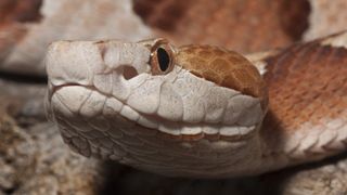 A close-up picture of a copperhead snake&#039;s head and left eye.