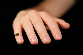 Denisovan finger bone replica