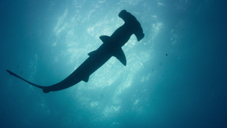 A hammerhead shark seen from below.