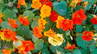 Red, orange and yellow nasturtiums in flower