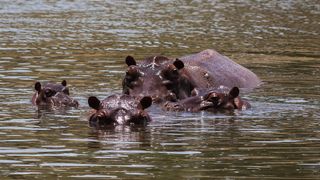 Though officials confiscated other exotic animals in Escobar's private zoo, the escaped hippos — which can weigh thousands of pounds — were deemed too dangerous to capture.