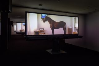 A video installation of a horse, standing in the bedroom.