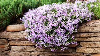 Creeping phlox plant cascading over a brick wall