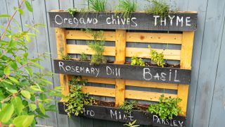 Wooden pallet herb garden