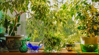 Weeping fig plants near a windowsill 