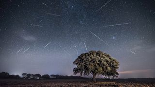 A long-exposure photo of a meteor shower over a field with a tree