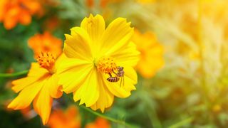 A wasp collecting nectar and pollen from a yellow flower