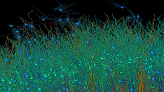 Imaging of human brain from Google and Harvard.