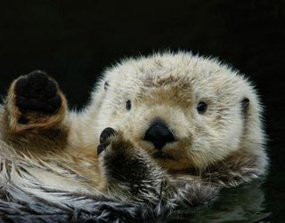 These furry mammals swim around on their backs and balance snacks on their bellies.