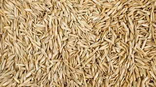 Close up of grass seeds