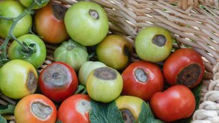 Tomatoes with blossom end rot in a basket