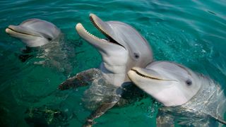 Bottlenose dolphins.