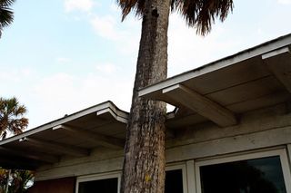 This palm tree still stands, but it is as if the house never existed'