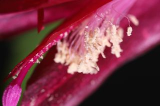 Shot at 2.0x magnification, individual grains of pollen are clearly visible on the stamens of this flower, but depth of field is very small.