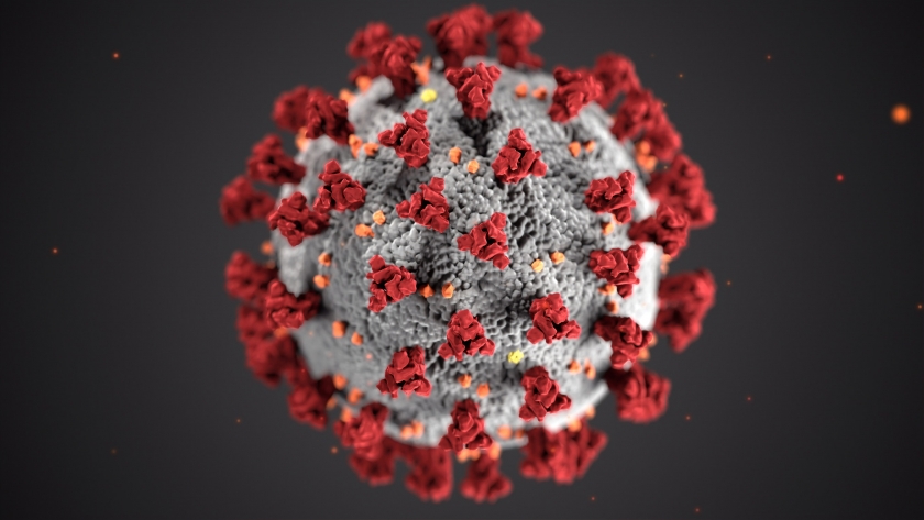 Ultrastructural morphology exhibited by coronaviruses