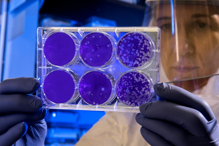 A laboratory technician examining a sample