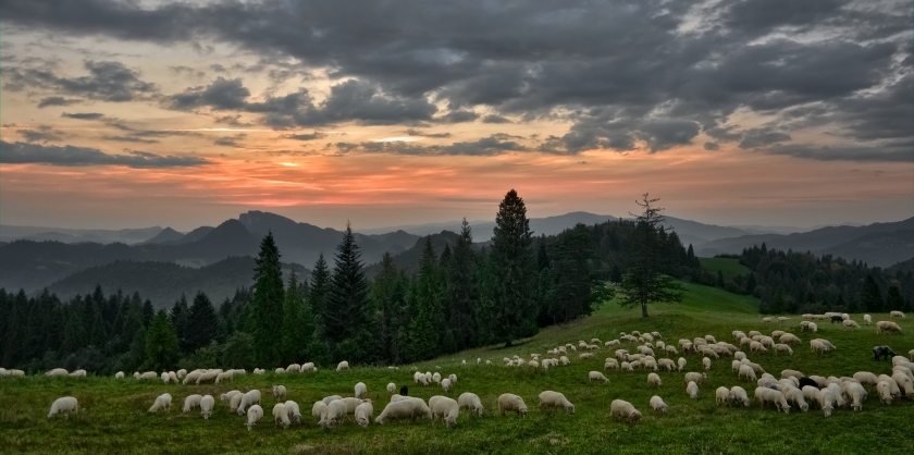 Sheep grazing on a green field