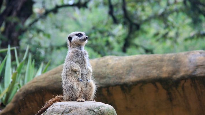 Brown meerkat on brown rock during daytime