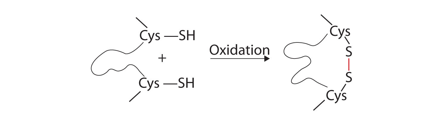 disulfide.jpg