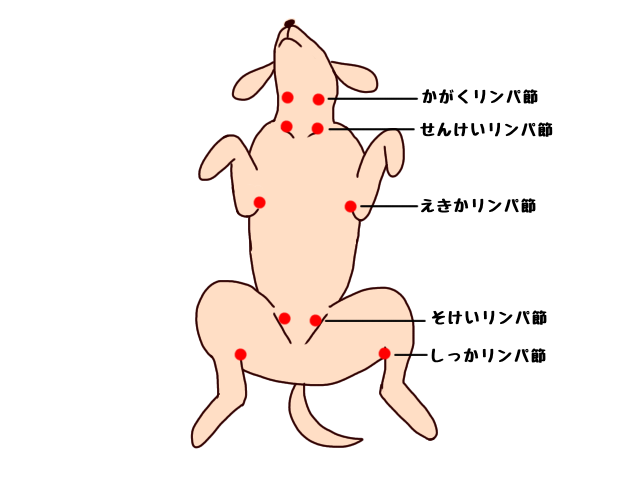 犬　ちょちょブログ　リンパ節　悪性リンパ腫　ダックスフンド　ダックスフント