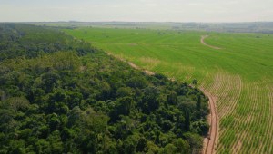 El esfuerzo de la comunidad le devuelve la vida al Bosque Atlántico brasileño