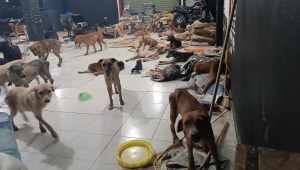 Este refugio salvó a cientos de perritos del huracán Beryl en Quintana Roo