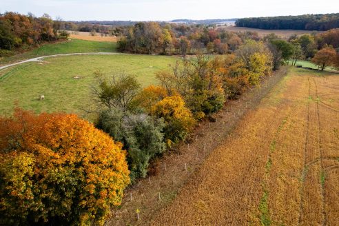 Aerial view of trees between two field during fall.