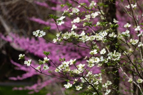 White petals flower on a dogwood tree; in the background, light purple flowers bloom on a redbud tree.