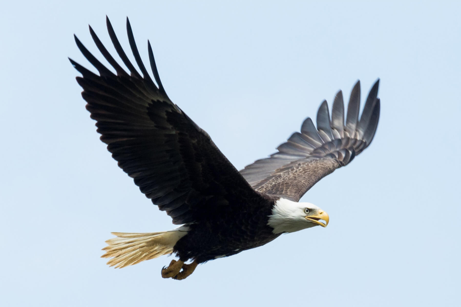 Bald eagle flying