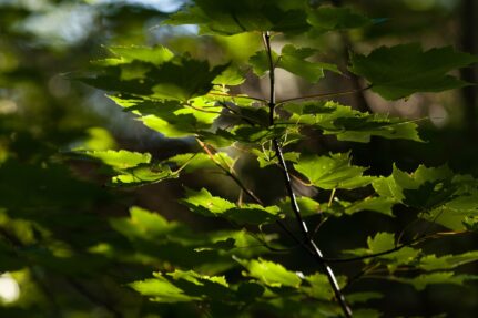 Close up of leaves in a healthy forrest.