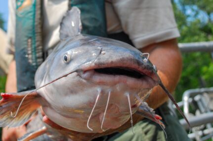 Large blue catfish