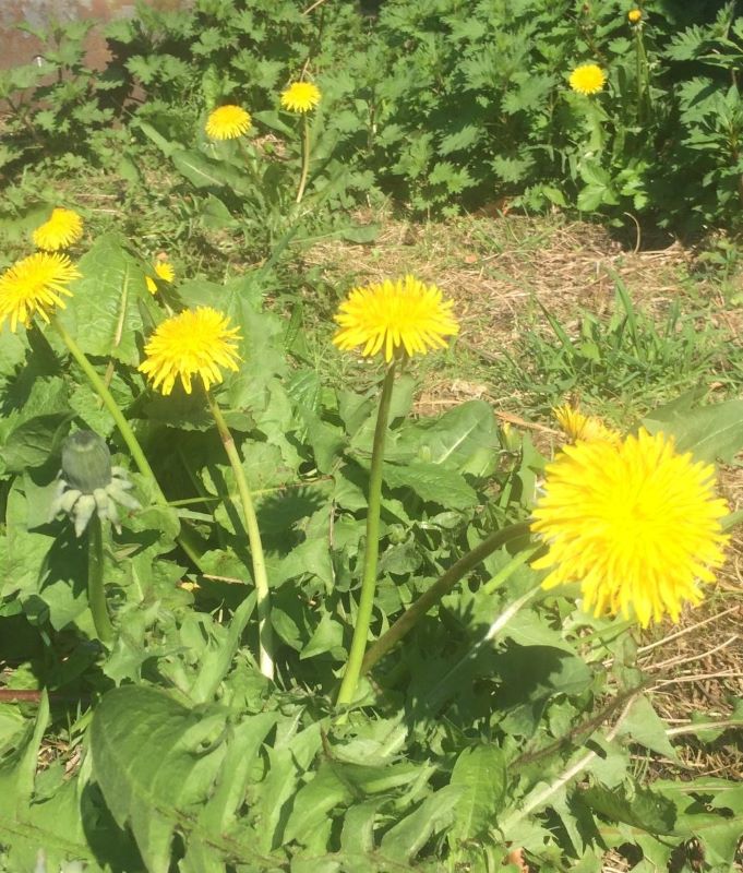 Dandelion plant