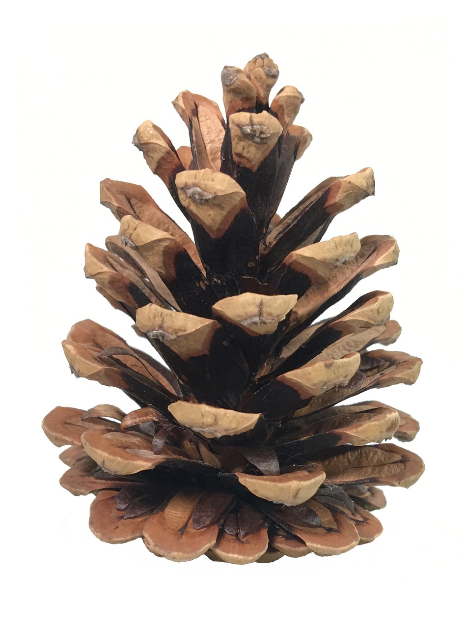 A pine cone