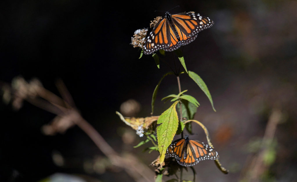 FILE PHOTO: Monarch butterflies sit on a plant at El Rosario sanctuary, in El Rosario