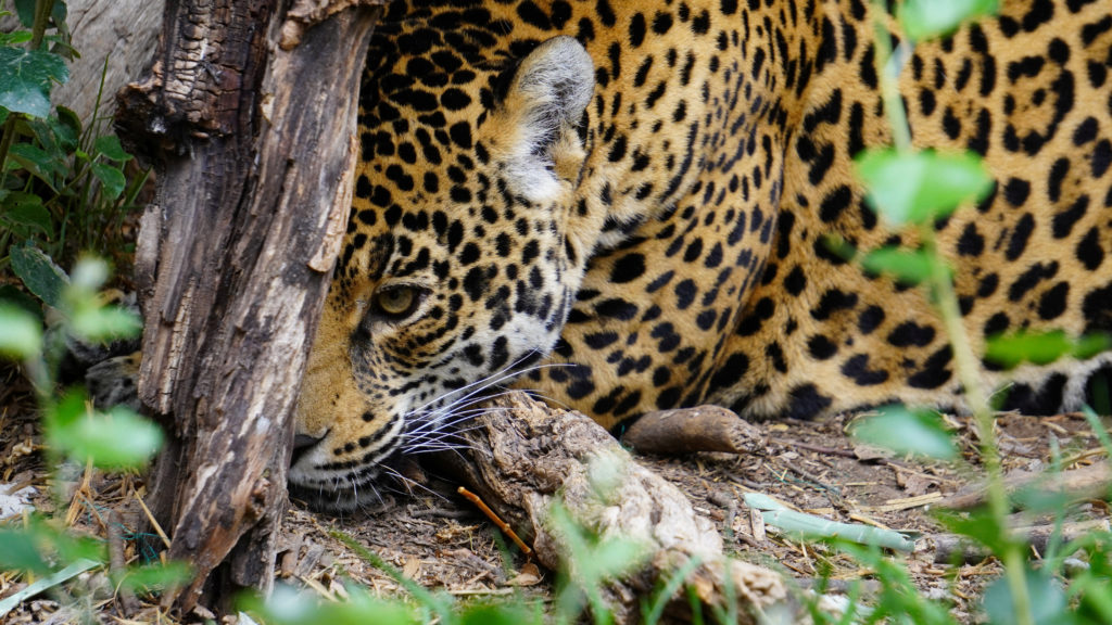 A jaguar is seen at the jaguar sanctuary inside of Reino Animal Conservation Park